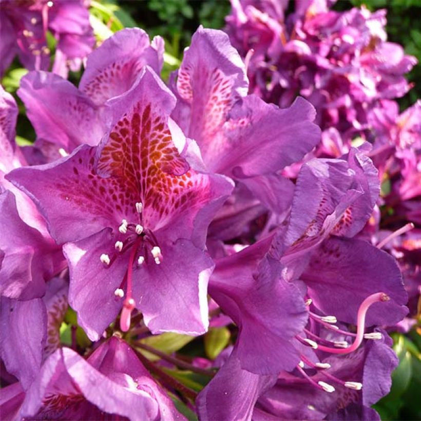 Rhododendron Marcel Ménard (Fioritura)