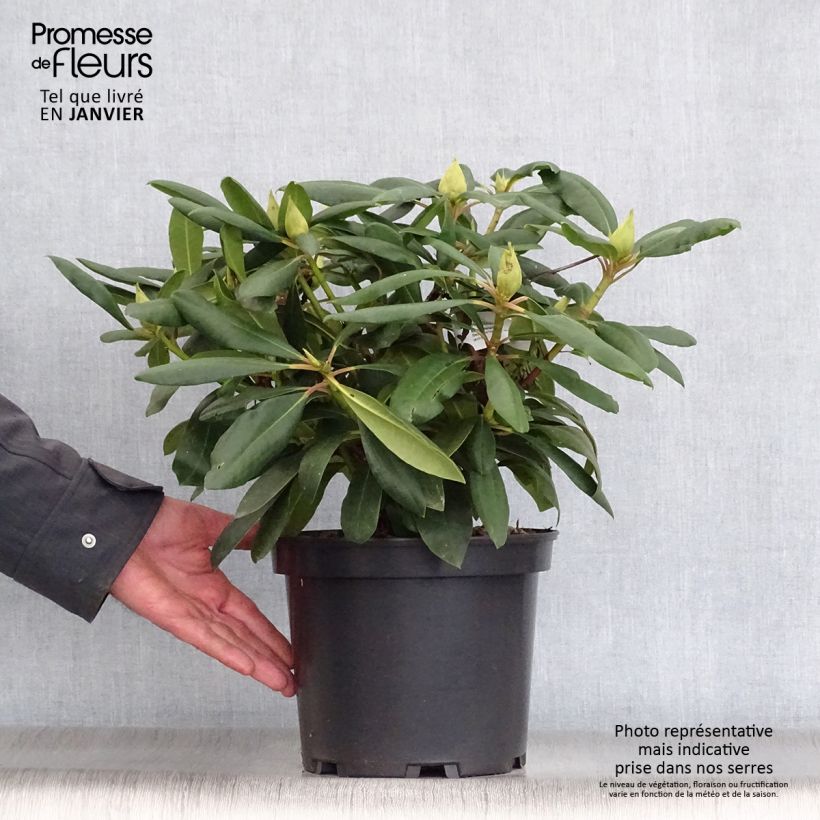 Rhododendron Marcel Ménard  Pot de 4L/5L esemplare consegnato in inverno