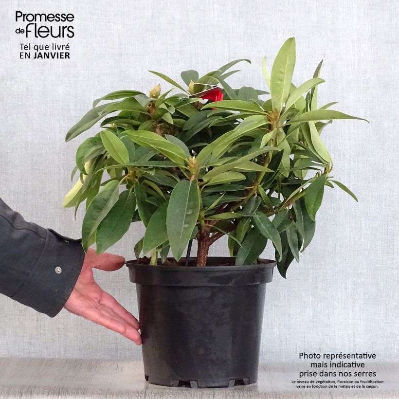 Rhododendron Marie Forte (Madame Fortier) - Grand Rhododendron Pot de 4L/5L esemplare consegnato in inverno