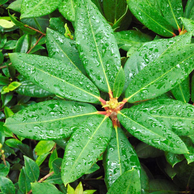 Rhododendron Melville (Fogliame)