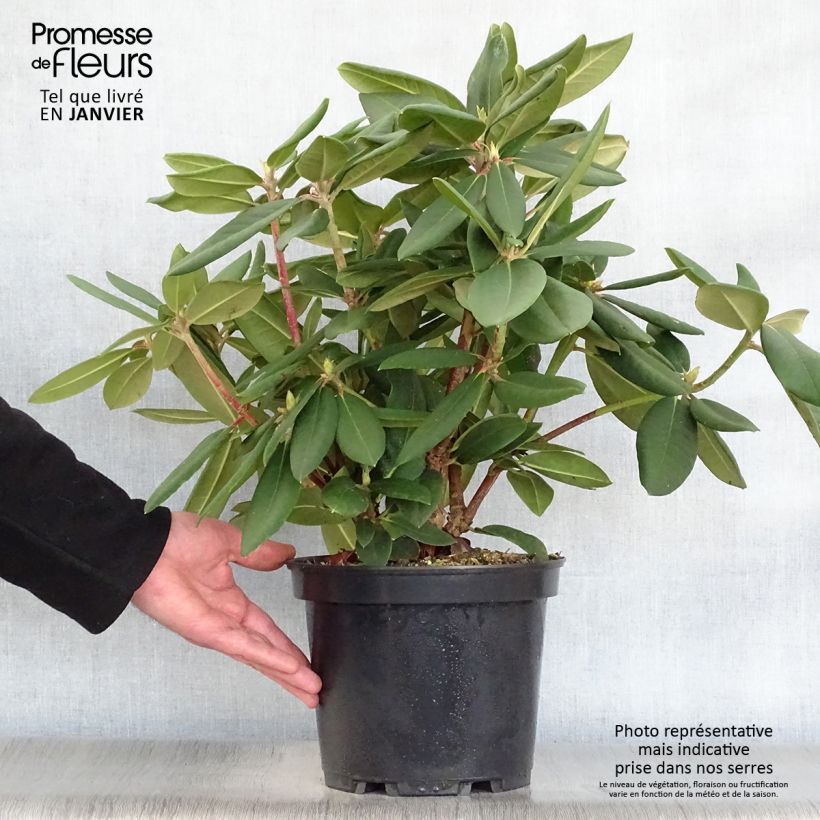 Rhododendron Melville - Grand Rhododendron Pot de 4L/5L esemplare consegnato in inverno