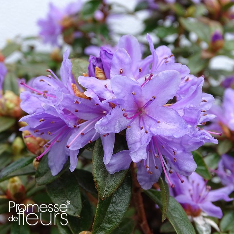 Rhododendron impeditum Moerheim (Fioritura)