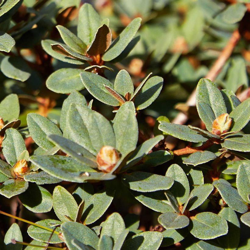 Rhododendron impeditum Moerheim (Fogliame)