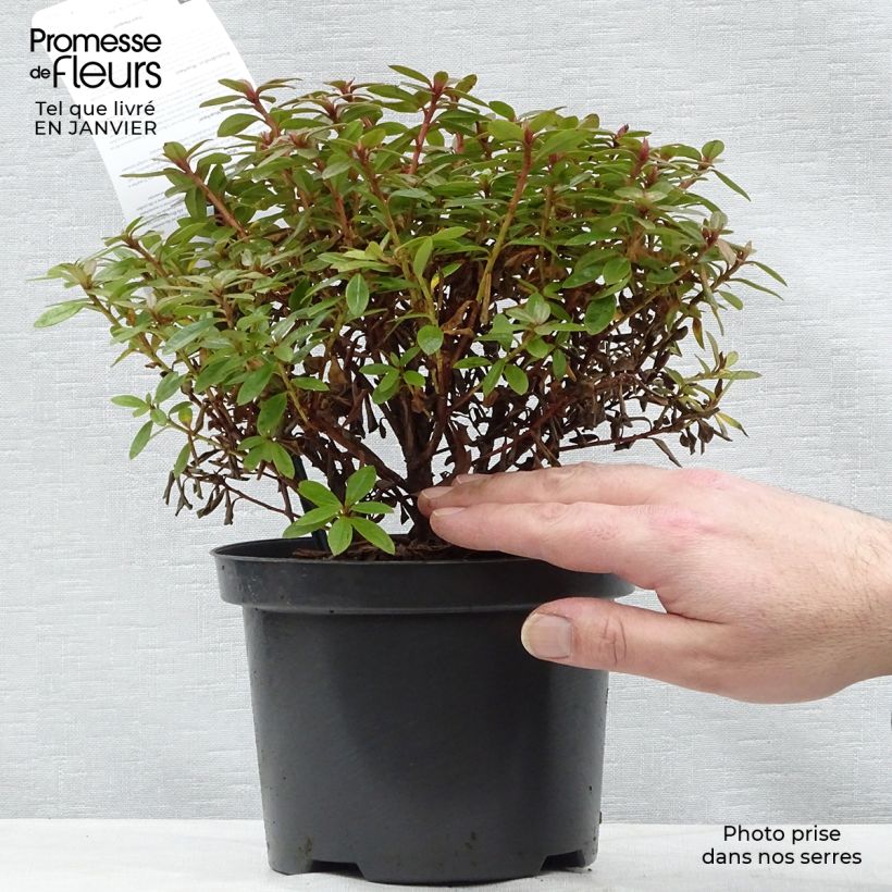 Rhododendron Moerheim - Rhododendron nain Pot de 2L/3L esemplare consegnato in inverno