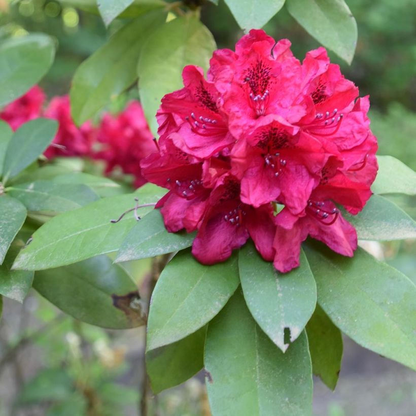 Rhododendron Moser's Maroon (Fogliame)