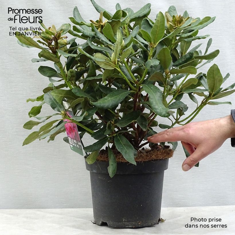 Rhododendron Nova Zembla - Grand Rhododendron Pot de 4L/5L esemplare consegnato in inverno