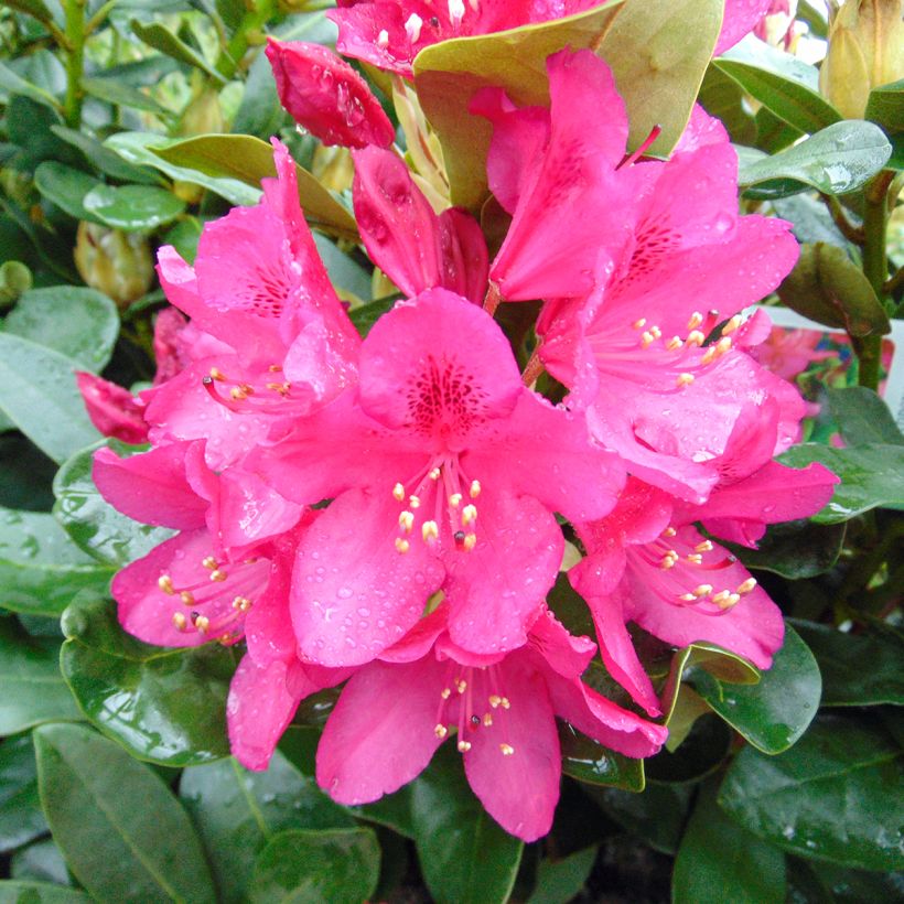 Rhododendron Nova Zembla (Fioritura)