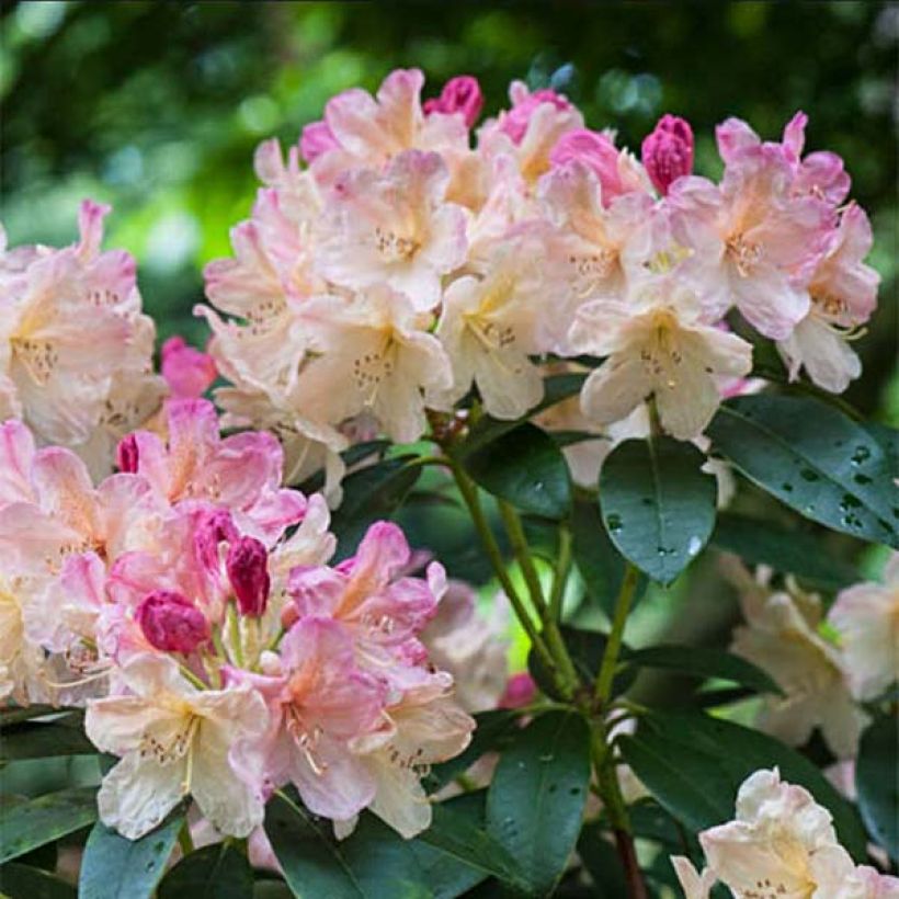 Rhododendron yakushimanum Percy Wiseman (Fioritura)