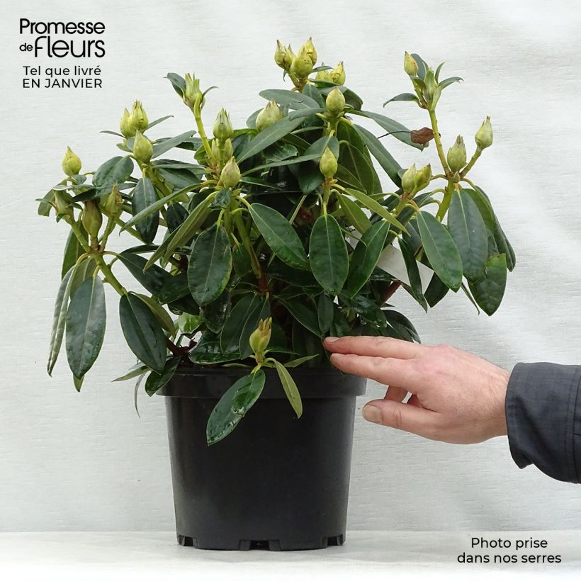 Rhododendron Percy Wiseman - Rhododendron nain  Pot de 3L/4L esemplare consegnato in inverno