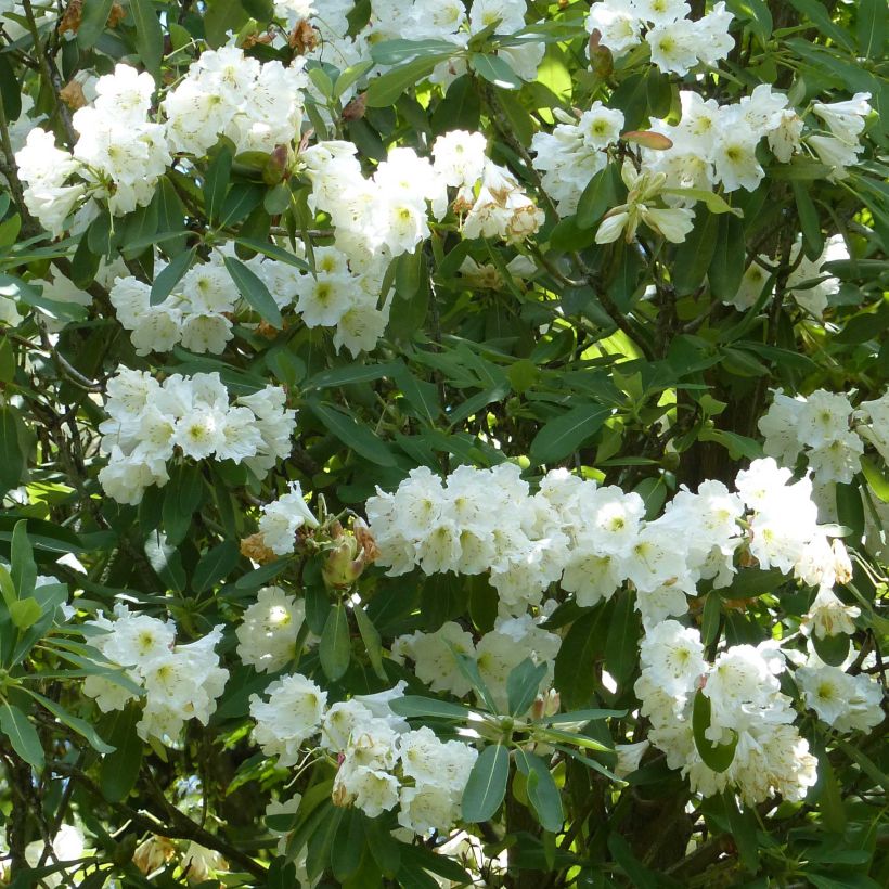 Rhododendron Polar Bear (Fioritura)