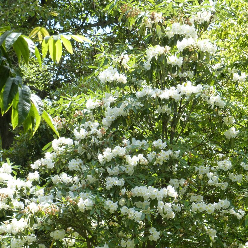 Rhododendron Polar Bear (Porto)