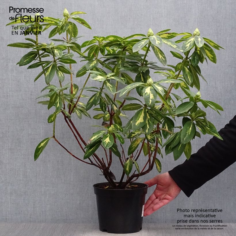 Rhododendron Président Roosevelt - Grand Rhododendron Pot de 4L/5L esemplare consegnato in inverno