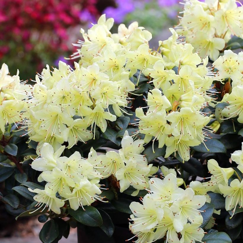 Rhododendron Princess Anne (Fioritura)