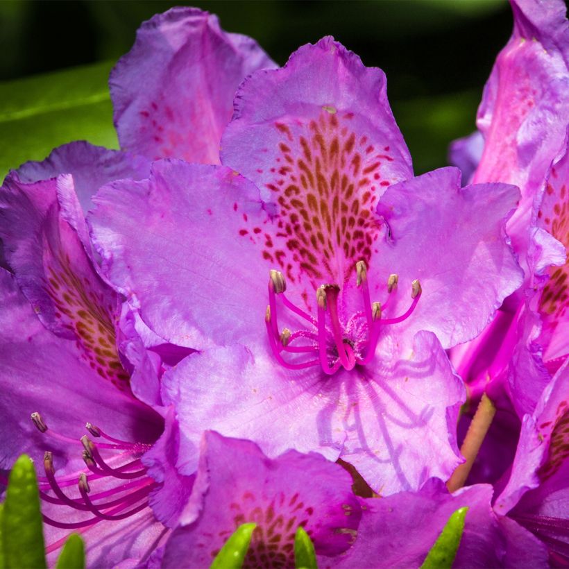 Rhododendron Red Eye (Fioritura)