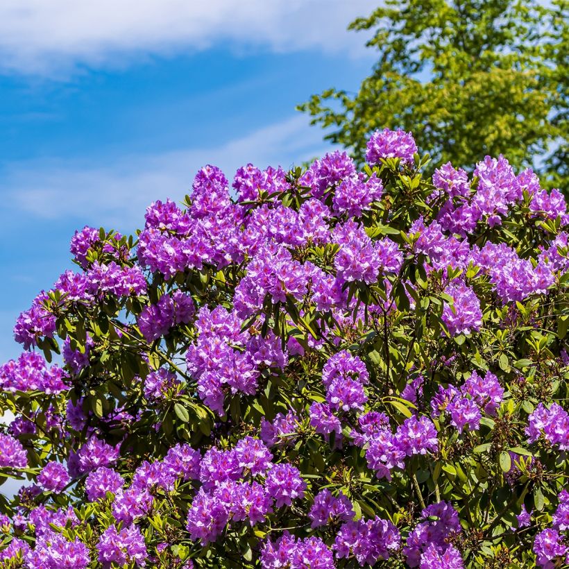 Rhododendron Red Eye (Porto)