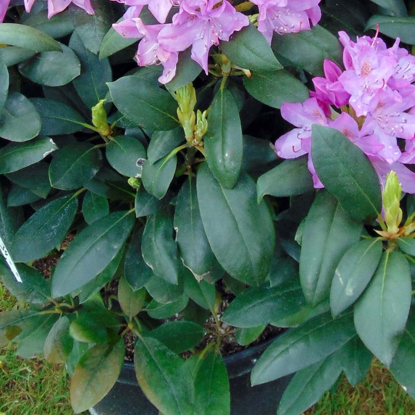 Rhododendron catawbiense Roseum Elegans (Fogliame)