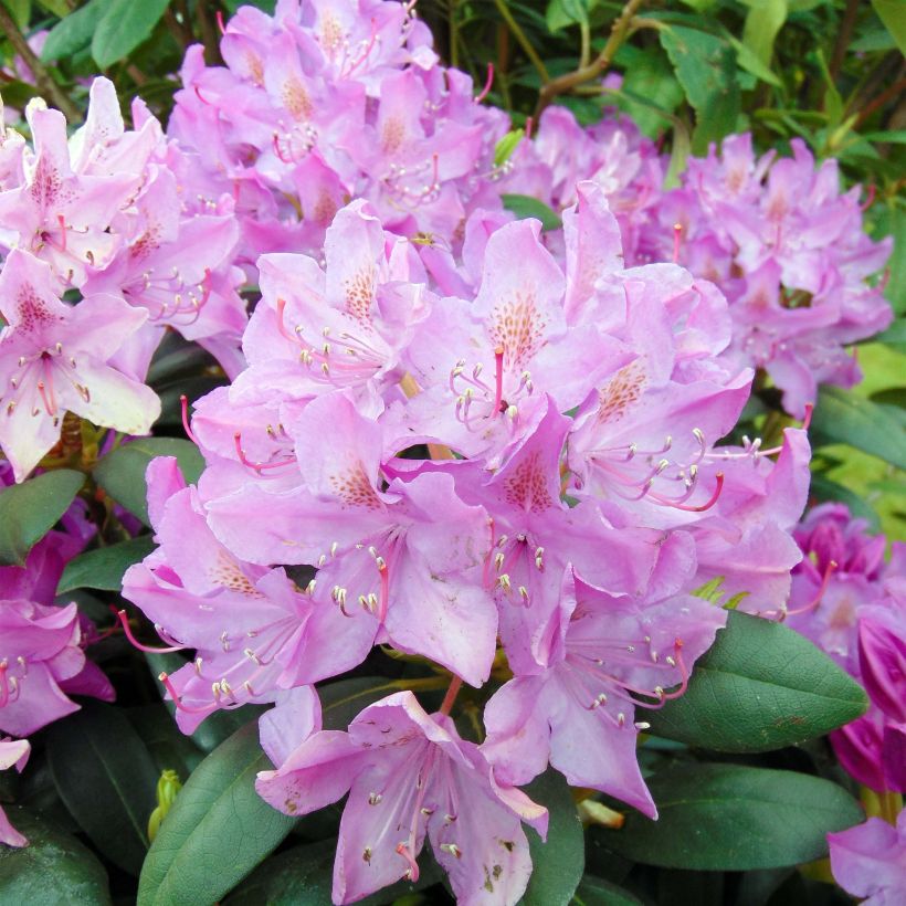 Rhododendron catawbiense Roseum Elegans (Fioritura)