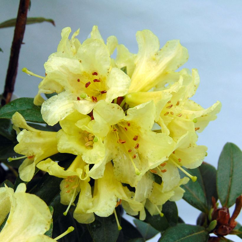 Rhododendron Saffron Queen (Fioritura)