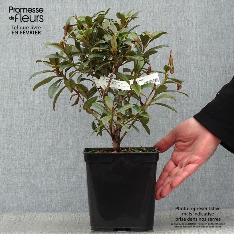 Rhododendron Saffron Queen - Rhododendron nain Pot de 3L/4L esemplare consegnato in inverno