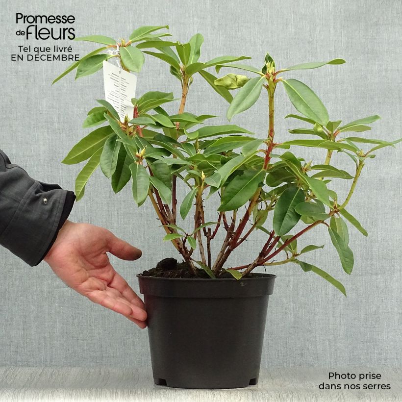 Rhododendron Sappho en pot de 4L/5L esemplare consegnato in inverno