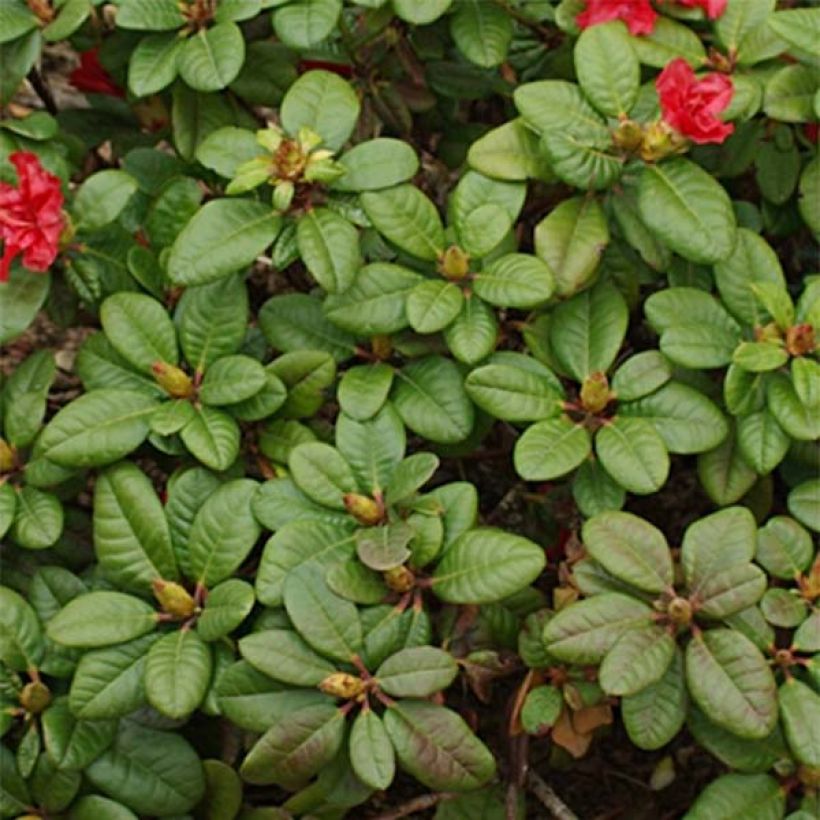 Rhododendron Scarlet Wonder (Fogliame)