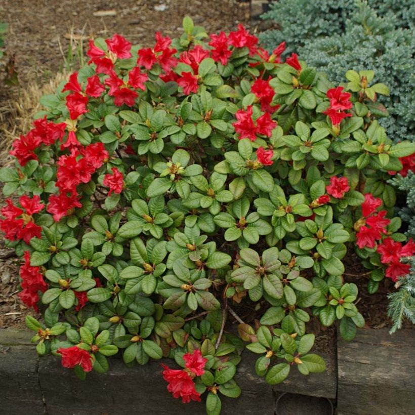 Rhododendron Scarlet Wonder (Porto)