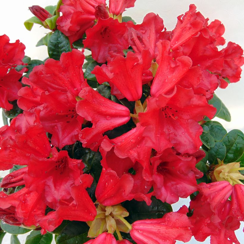 Rhododendron Scarlet Wonder (Fioritura)