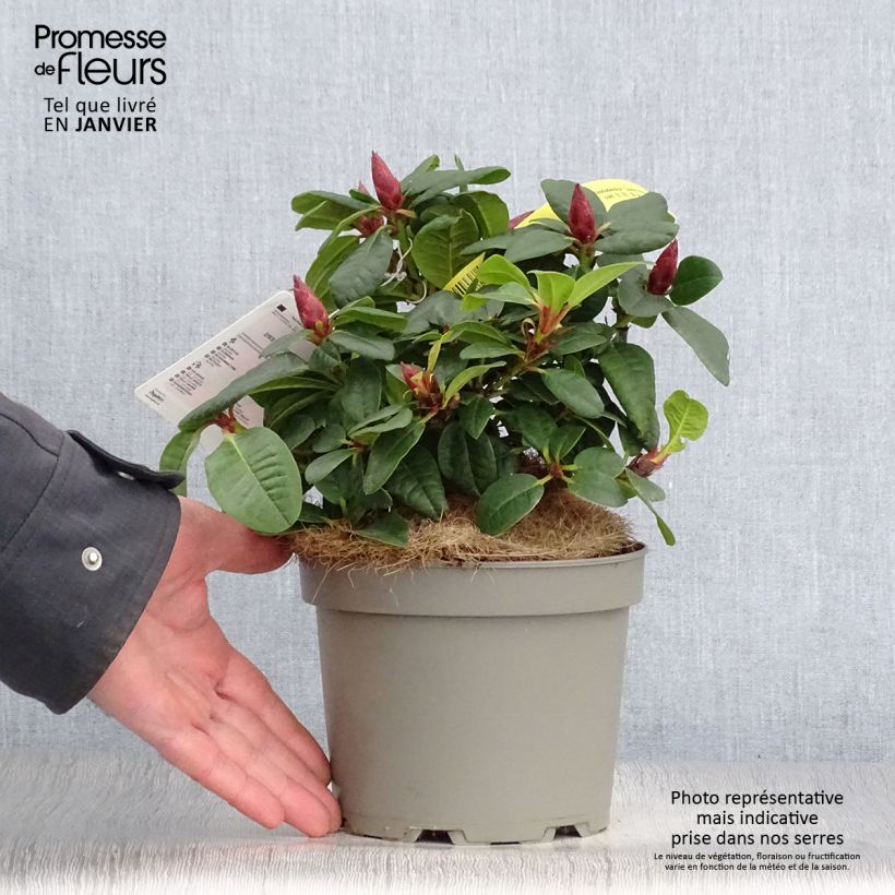 Rhododendron Scarlet Wonder - Rhododendron nain. Pot de 2L/3L esemplare consegnato in inverno