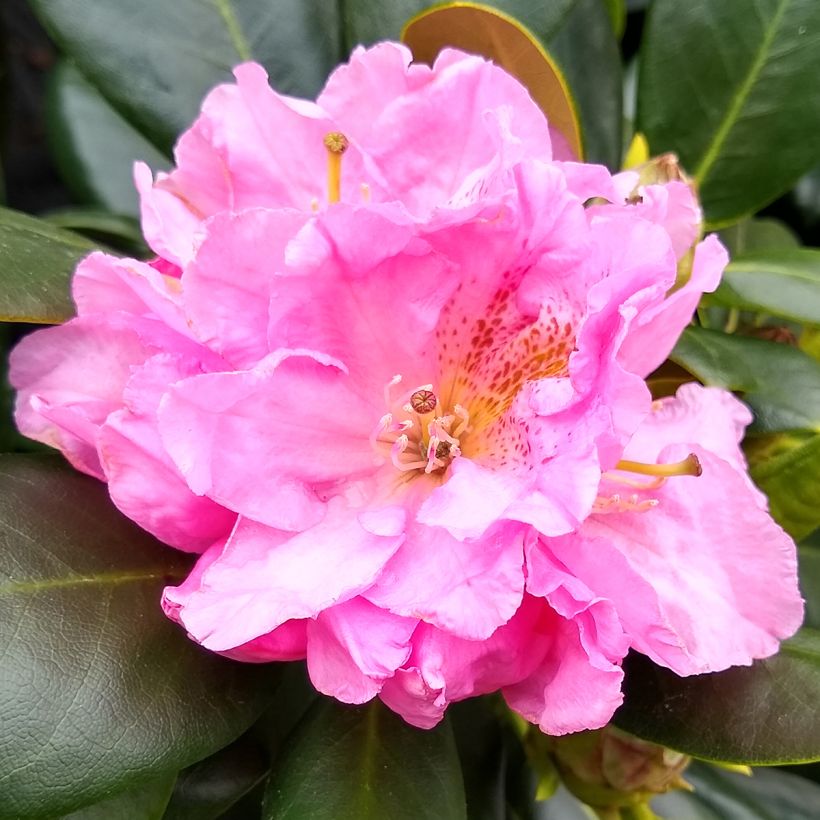 Rhododendron Scintillation (Fioritura)