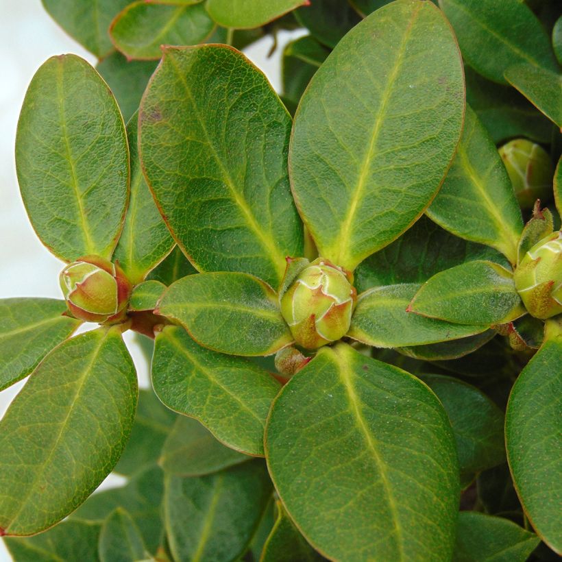 Rhododendron Shamrock (Fogliame)