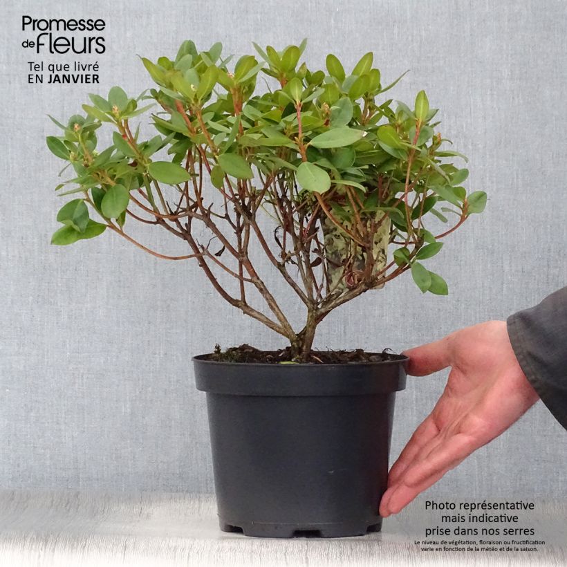 Rhododendron Shamrock - Rhododendron nain Pot de 2L/3L esemplare consegnato in inverno