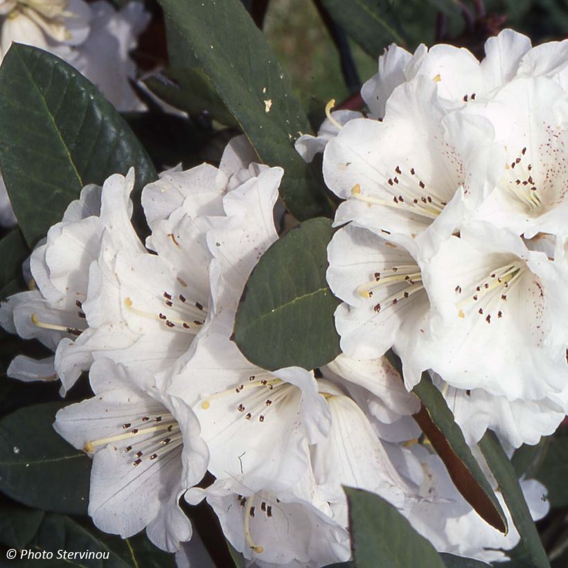 Rhododendron Sir Charles Lemon (Fioritura)