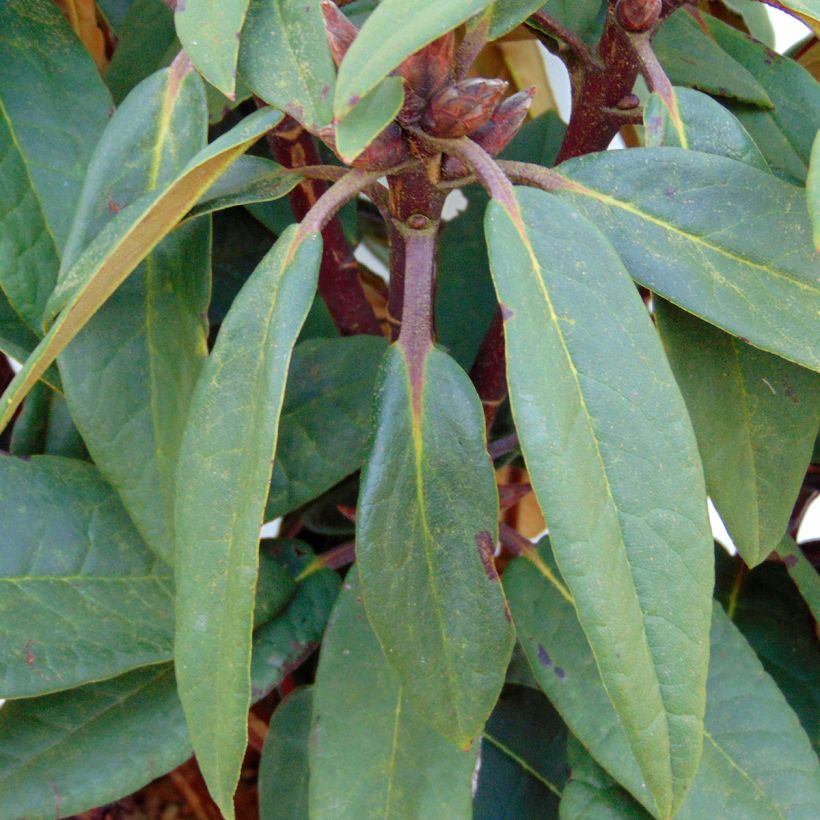 Rhododendron Sir Charles Lemon (Fogliame)