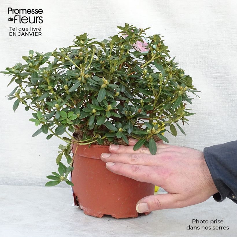 Rhododendron Snipe Pot de 2L/3L esemplare consegnato in inverno