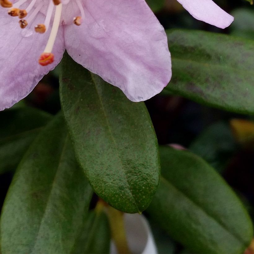 Rhododendron Snipe (Fogliame)