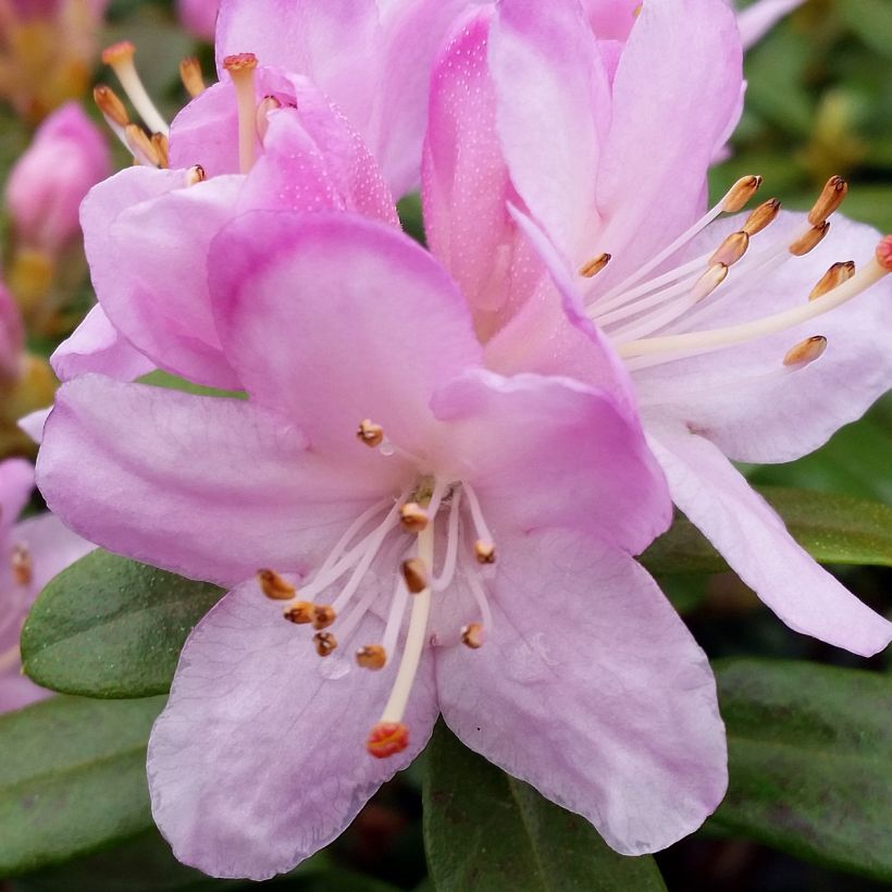 Rhododendron Snipe (Fioritura)