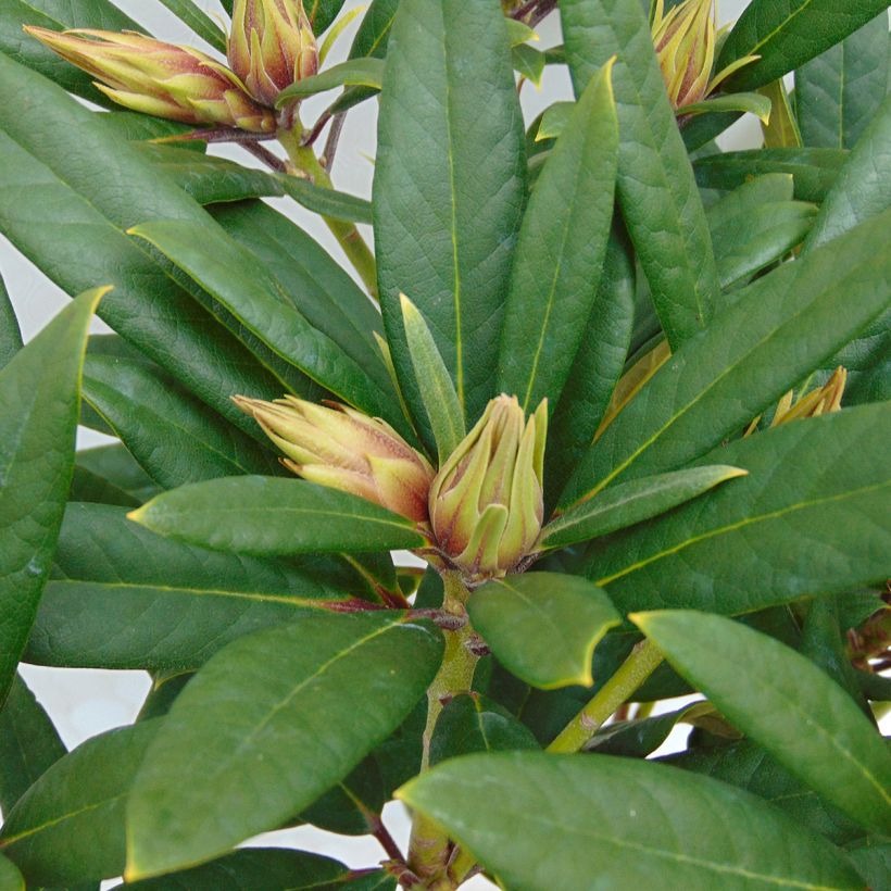 Rhododendron Tortoiseshell Orange (Fogliame)