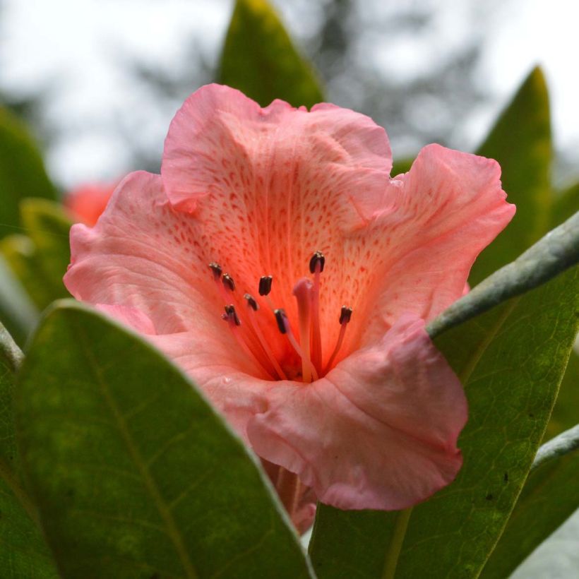 Rhododendron Tortoiseshell Orange (Fioritura)