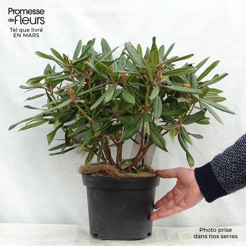 Rhododendron Tortoiseshell Orange Pot de 4L/5L esemplare consegnato in inverno