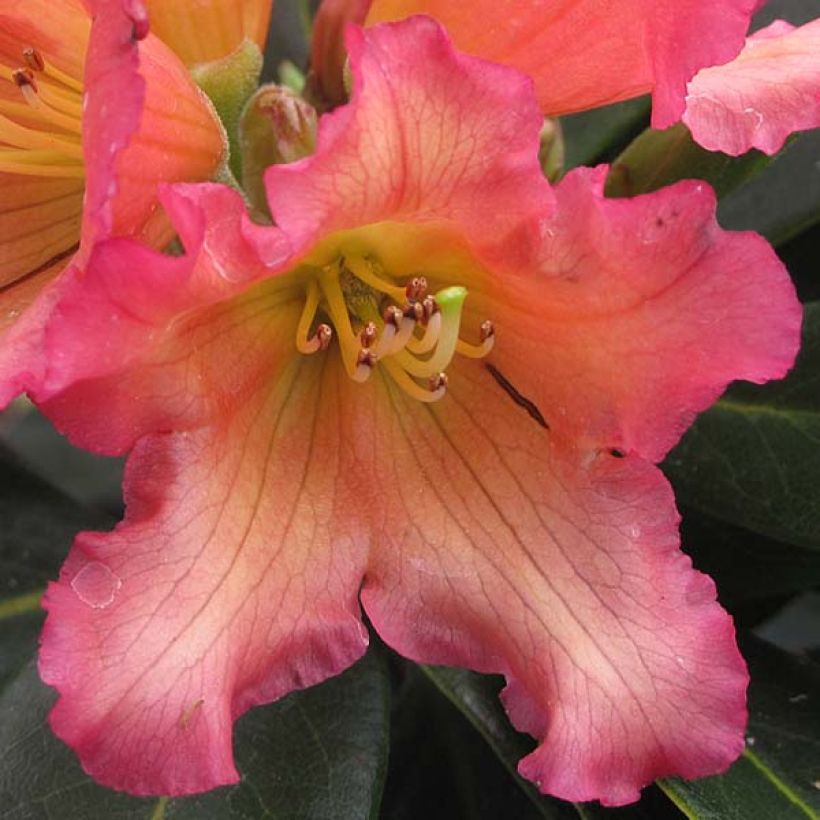 Rhododendron Unique Marmalade (Fioritura)