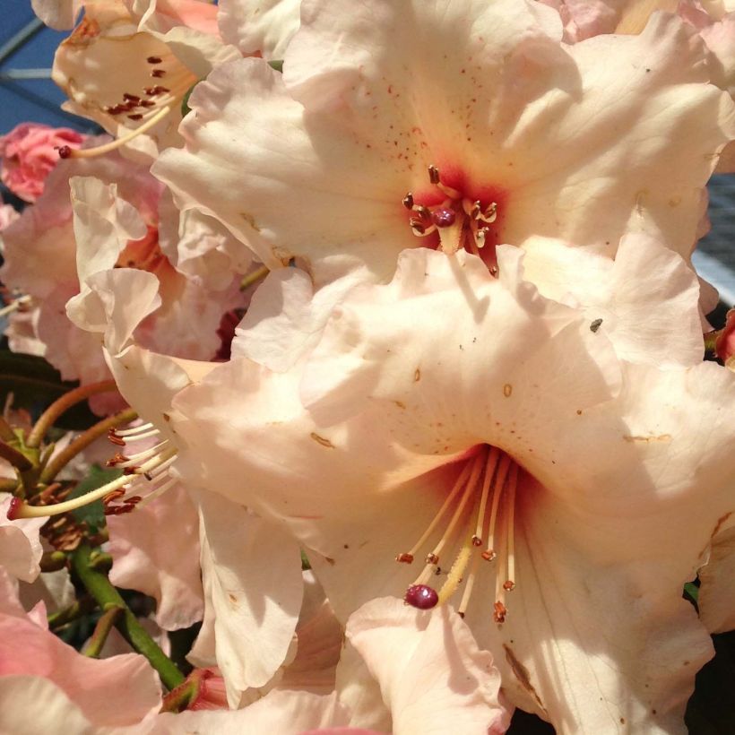 Rhododendron Virginia Richards (Fioritura)