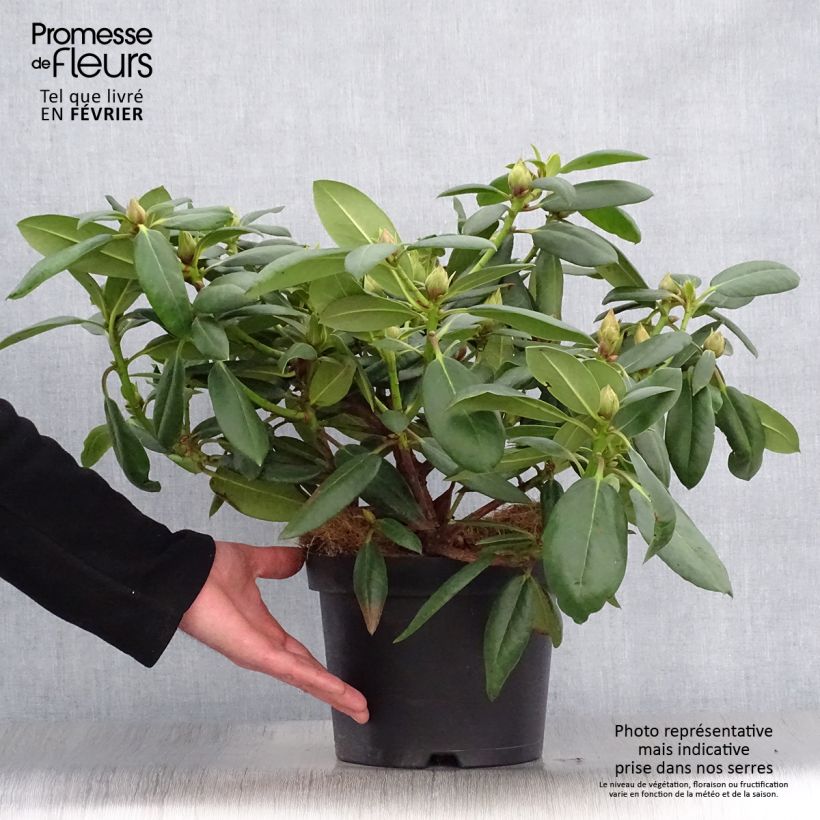 Rhododendron Virginia Richards - Petit Rhododendron Pot de 4L/5L esemplare consegnato in inverno