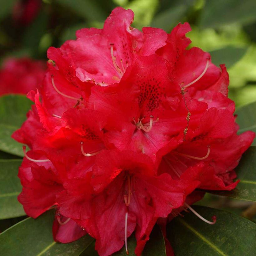 Rhododendron Wilgen's Ruby (Fioritura)