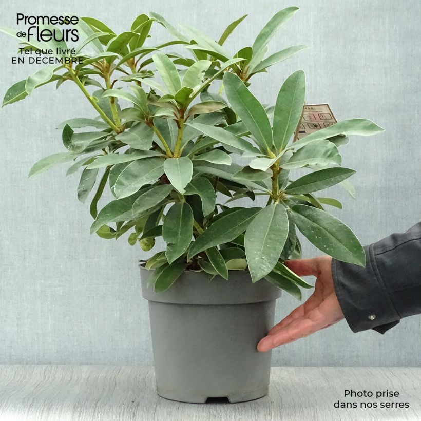 Rhododendron Wilgen's Ruby Pot de 4L/5L esemplare consegnato in inverno