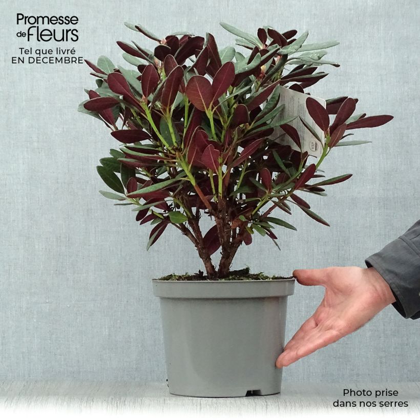 Rhododendron Wine & Roses Pot de 7L esemplare consegnato in inverno