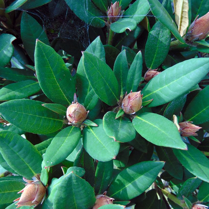 Rhododendron Winsome (Fogliame)