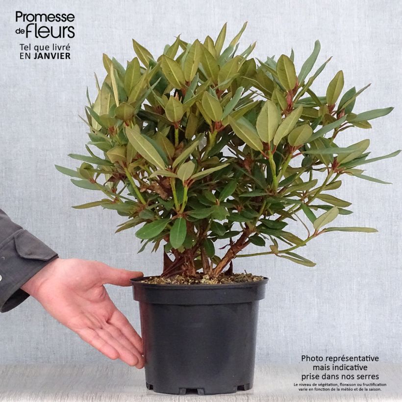 Rhododendron Winsome - Rhododendron nain Pot de 3L/4L esemplare consegnato in inverno