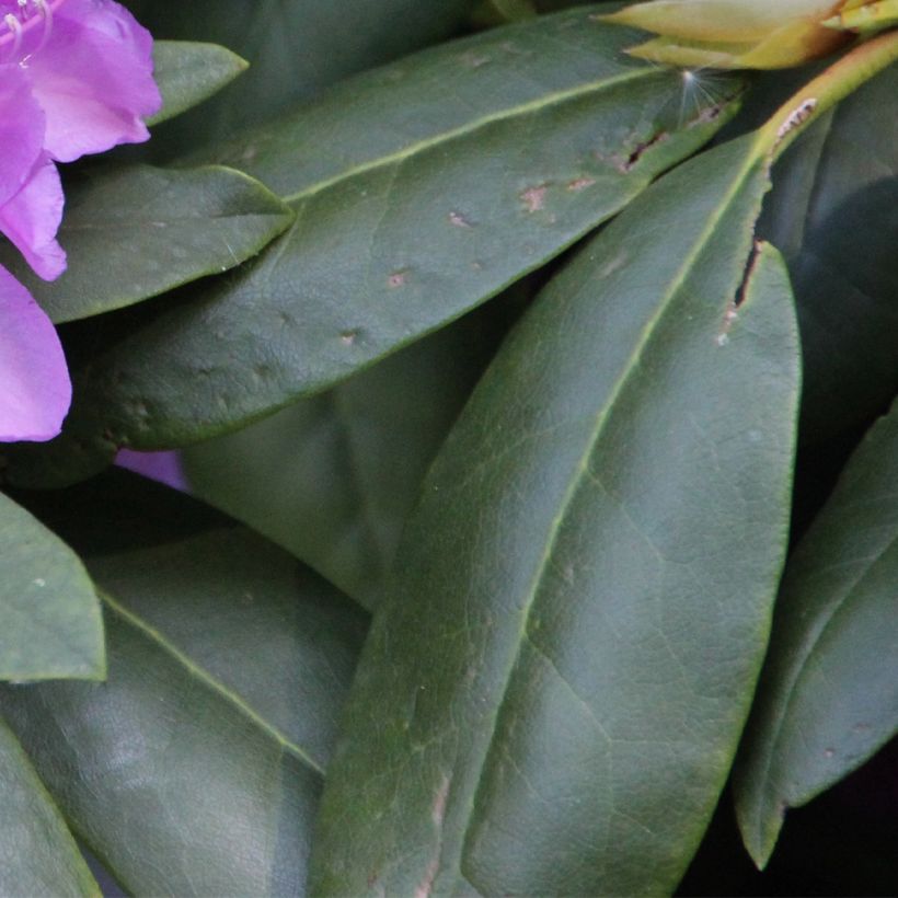 Rhododendron catawbiense Boursault (Fogliame)