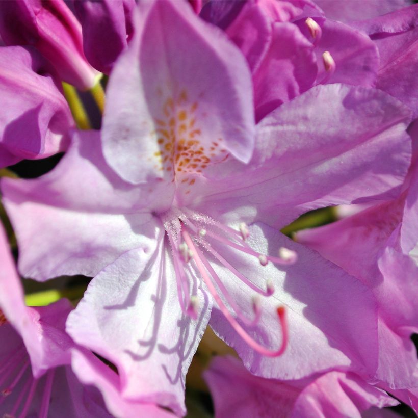 Rhododendron catawbiense Boursault (Fioritura)