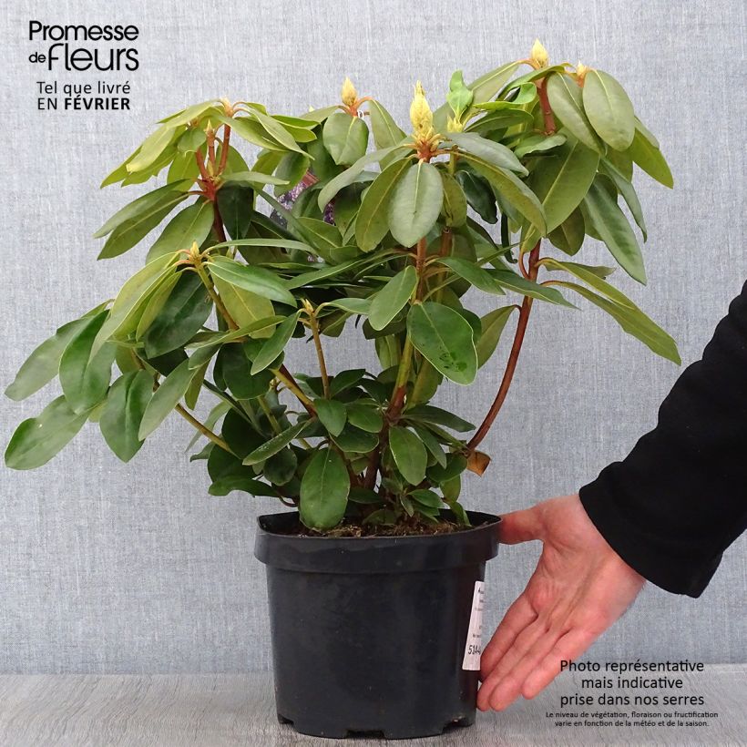 Rhododendron catawbiense Boursault Pot de 4L/5L esemplare consegnato in inverno